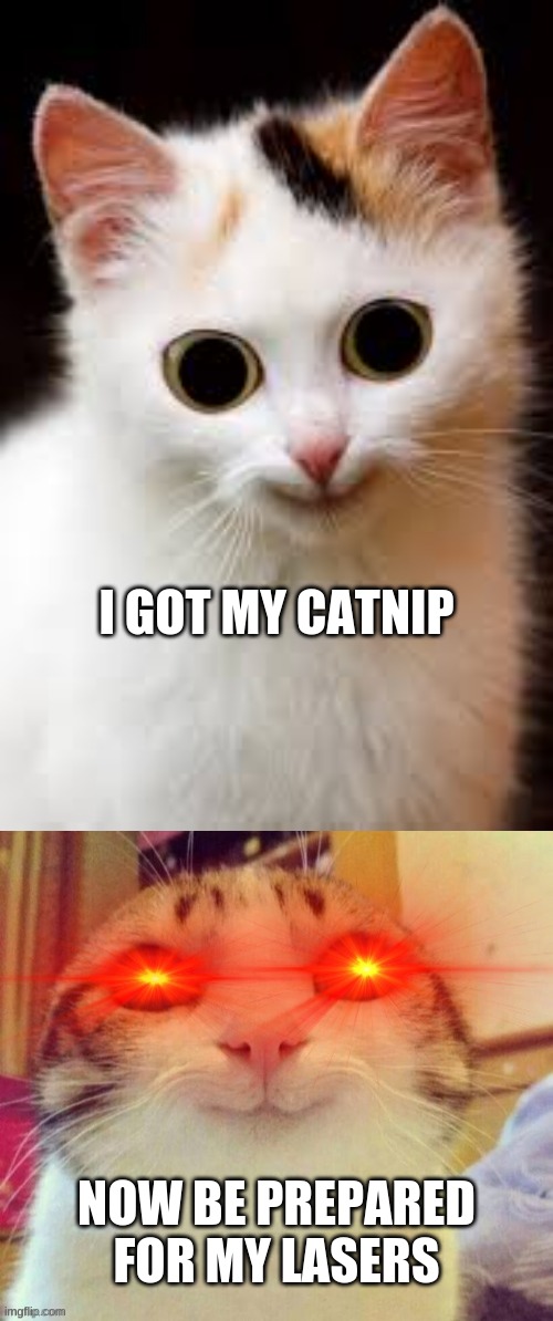 My cat found the cat nip! | I GOT MY CATNIP; NOW BE PREPARED FOR MY LASERS | image tagged in cats | made w/ Imgflip meme maker