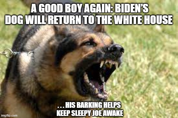Biden's Dog | A GOOD BOY AGAIN: BIDEN’S DOG WILL RETURN TO THE WHITE HOUSE; . . . HIS BARKING HELPS 
KEEP SLEEPY JOE AWAKE | image tagged in joe biden,sleepy dog,dogs,funny,politics,white house | made w/ Imgflip meme maker