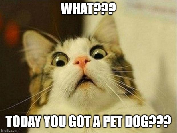 Scared Cat Meme | WHAT??? TODAY YOU GOT A PET DOG??? | image tagged in memes,scared cat | made w/ Imgflip meme maker