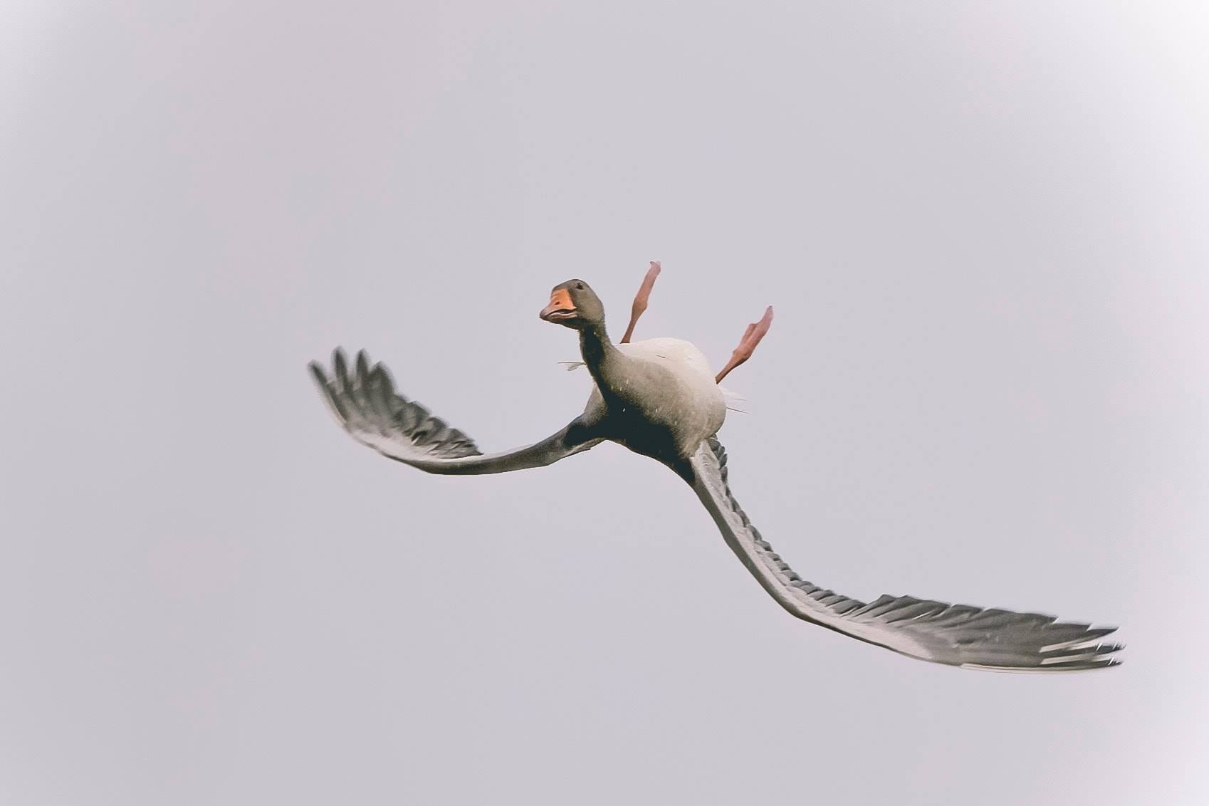 upside-down landing bird Blank Meme Template