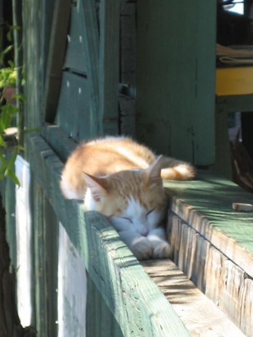 image tagged in cats,animals
