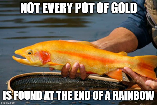 California Golden Trout | NOT EVERY POT OF GOLD; IS FOUND AT THE END OF A RAINBOW | image tagged in golden | made w/ Imgflip meme maker