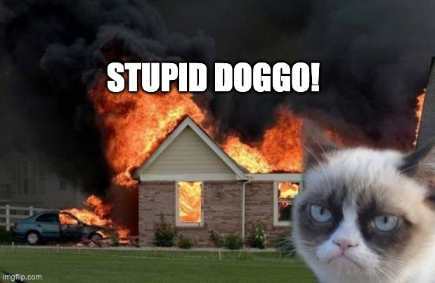 Burn Kitty Meme | STUPID DOGGO! | image tagged in memes,burn kitty,grumpy cat | made w/ Imgflip meme maker