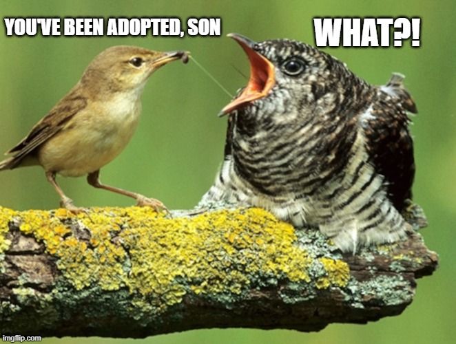 Adopted cuckoo | WHAT?! YOU'VE BEEN ADOPTED, SON | image tagged in cuckoo,birb,birds | made w/ Imgflip meme maker