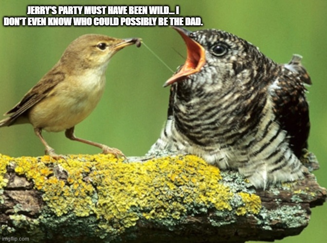 one night birb | JERRY'S PARTY MUST HAVE BEEN WILD... I DON'T EVEN KNOW WHO COULD POSSIBLY BE THE DAD. | image tagged in one night stand,birb,birds,cuckoo | made w/ Imgflip meme maker