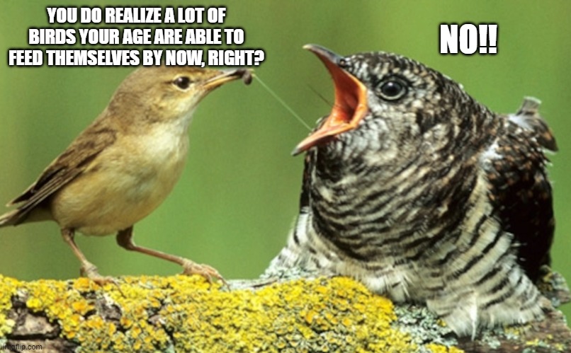 Feeding adult kid | YOU DO REALIZE A LOT OF BIRDS YOUR AGE ARE ABLE TO FEED THEMSELVES BY NOW, RIGHT? NO!! | image tagged in adult kid,birb,birds,cuckoo,adulting | made w/ Imgflip meme maker