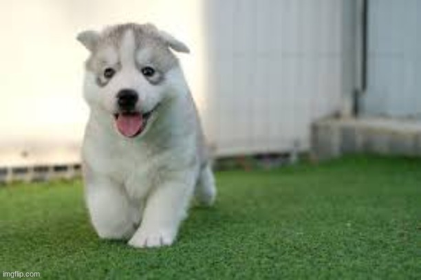 another husky puppy | image tagged in husky,memes,cute,cute puppies,puppy | made w/ Imgflip meme maker