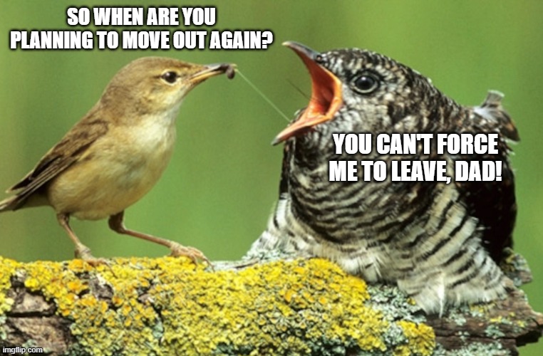 Moving out birb |  SO WHEN ARE YOU PLANNING TO MOVE OUT AGAIN? YOU CAN'T FORCE ME TO LEAVE, DAD! | image tagged in cuckoo,birbs,birb,birds,moving out,daddy issues | made w/ Imgflip meme maker