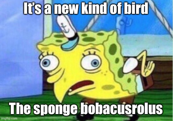 Mocking Spongebob | It’s a new kind of bird; The sponge bobacusrolus | image tagged in memes,mocking spongebob | made w/ Imgflip meme maker