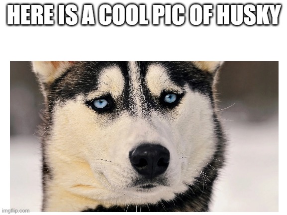 HERE IS A COOL PIC OF HUSKY | made w/ Imgflip meme maker