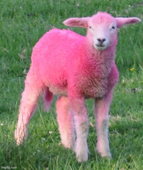 pink sheep | image tagged in pink sheep | made w/ Imgflip meme maker