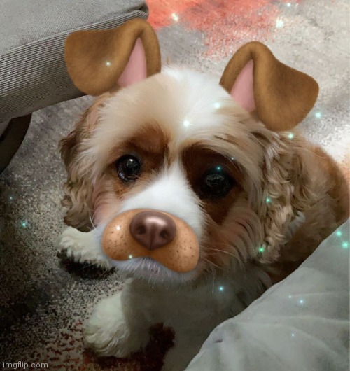 *puts dog filter on dog* | made w/ Imgflip meme maker