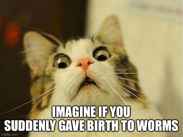 Scared Cat Meme | IMAGINE IF YOU SUDDENLY GAVE BIRTH TO WORMS | image tagged in memes,scared cat | made w/ Imgflip meme maker