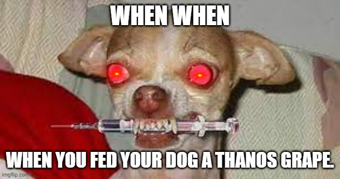 Crazy Dog | WHEN WHEN; WHEN YOU FED YOUR DOG A THANOS GRAPE. | image tagged in yeet,kermit the frog | made w/ Imgflip meme maker