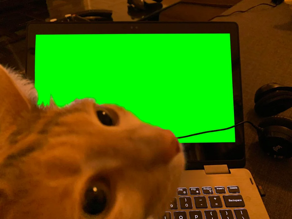 Cat in Laptop Staring at You Blank Meme Template