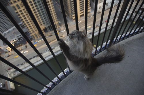 image tagged in animals,cats