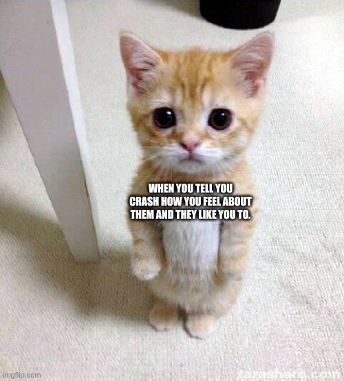 Cute Cat Meme | WHEN YOU TELL YOU CRASH HOW YOU FEEL ABOUT THEM AND THEY LIKE YOU TO. | image tagged in memes,cute cat,love | made w/ Imgflip meme maker