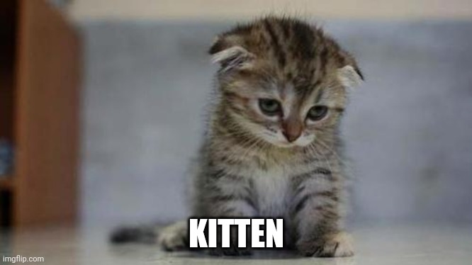 Kitten | KITTEN | image tagged in sad kitten | made w/ Imgflip meme maker
