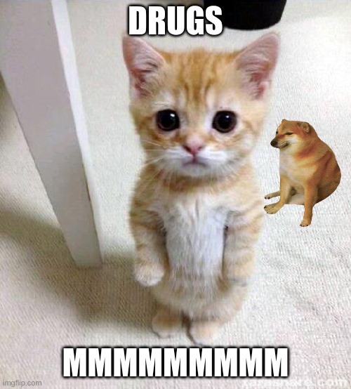 Cute Cat | DRUGS; MMMMMMMMM | image tagged in memes,cute cat | made w/ Imgflip meme maker