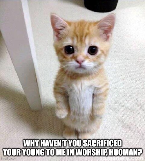 Evil Kitten | WHY HAVEN’T YOU SACRIFICED YOUR YOUNG TO ME IN WORSHIP, HOOMAN? | image tagged in memes,cute cat | made w/ Imgflip meme maker