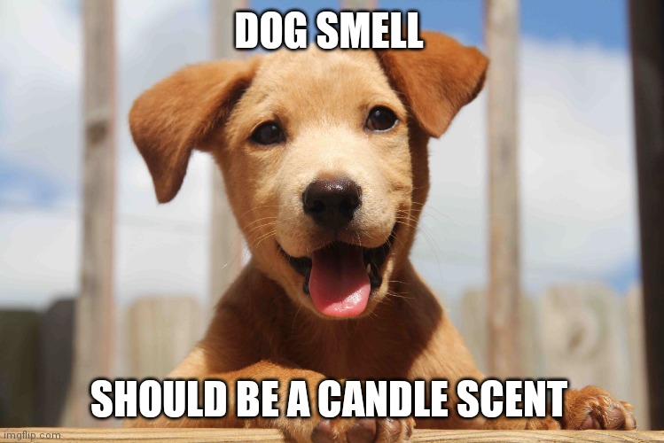 DOG SMELL; SHOULD BE A CANDLE SCENT | image tagged in dogs | made w/ Imgflip meme maker