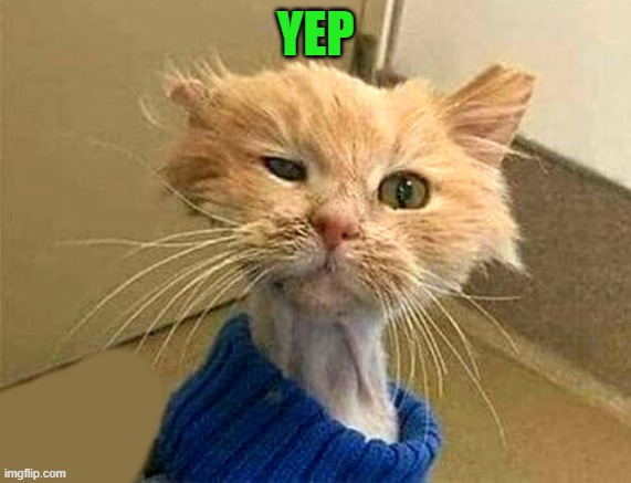 YEP | image tagged in wtf-cat | made w/ Imgflip meme maker