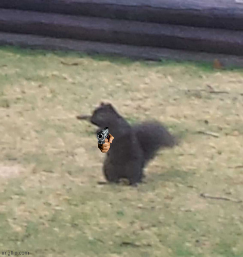dont hate him because hes a black squirrel with a gun, hate him because he comments in the politics stream | image tagged in squirrel | made w/ Imgflip meme maker