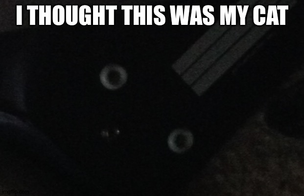 What I thought | I THOUGHT THIS WAS MY CAT | image tagged in cats | made w/ Imgflip meme maker