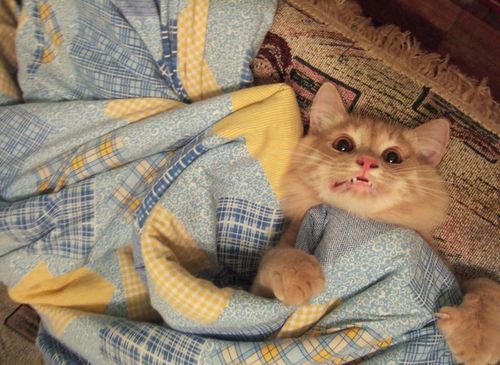 image tagged in animals,cats