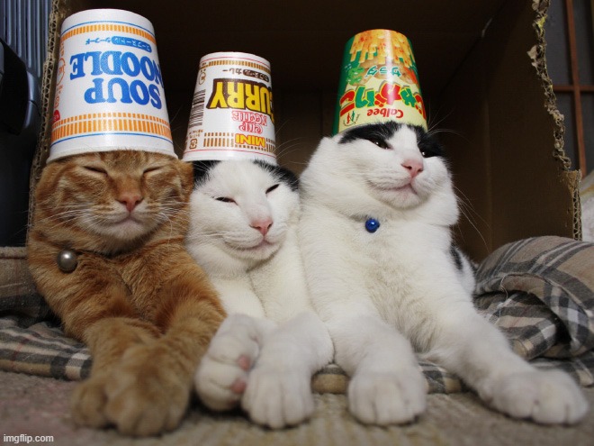 cats in hats | image tagged in cats,hat | made w/ Imgflip meme maker