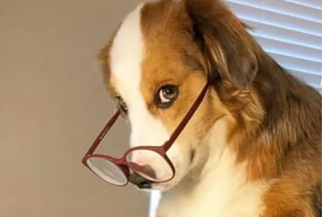 Dog glasses Blank Meme Template