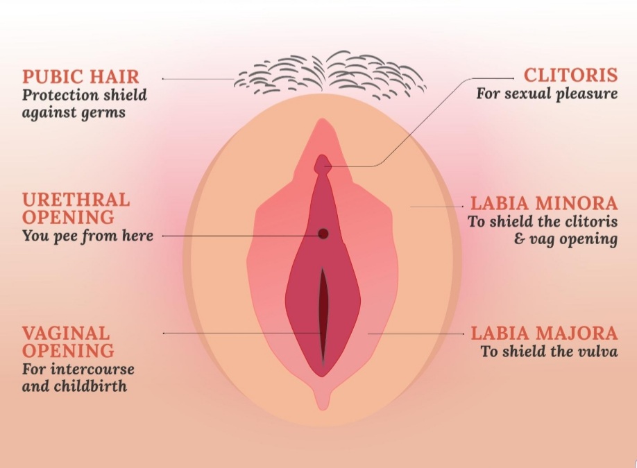Meet the Vulva Blank Meme Template