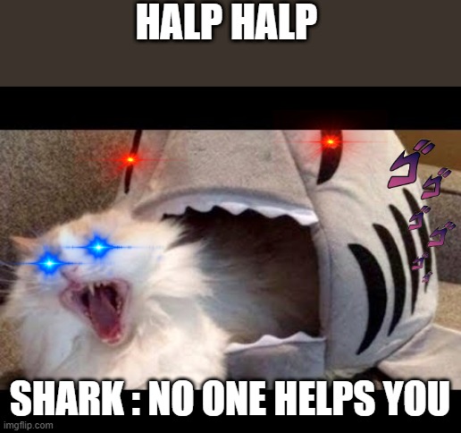 shark eat cat | HALP HALP; SHARK : NO ONE HELPS YOU | image tagged in shark eat cat | made w/ Imgflip meme maker