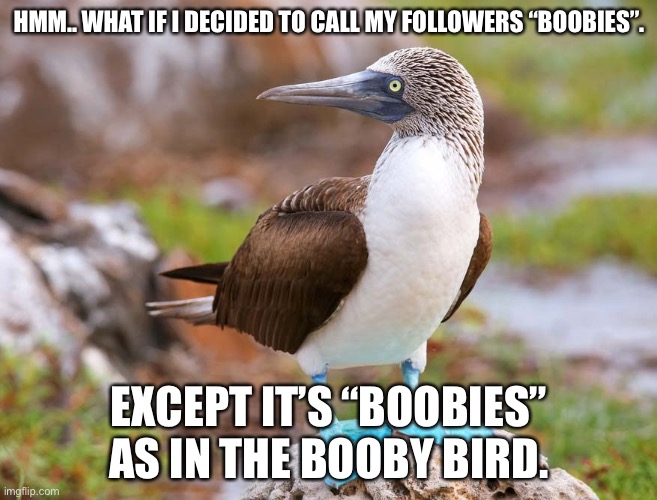 Friends are exceptions. Some at least. | HMM.. WHAT IF I DECIDED TO CALL MY FOLLOWERS “BOOBIES”. EXCEPT IT’S “BOOBIES” AS IN THE BOOBY BIRD. | made w/ Imgflip meme maker