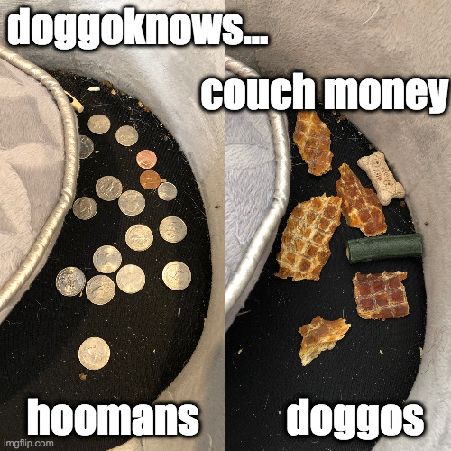 doggoknows... couch money | doggoknows... couch money; hoomans           doggos | image tagged in doggo,doggos,dog,dogs pets funny | made w/ Imgflip meme maker
