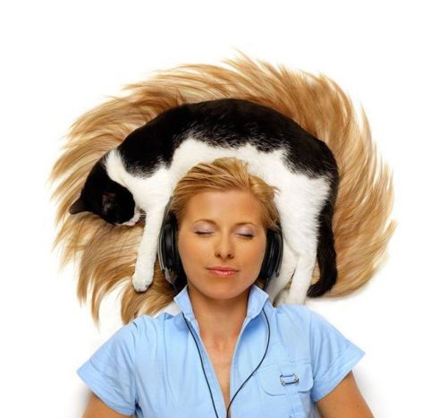 image tagged in babes,animals,cats