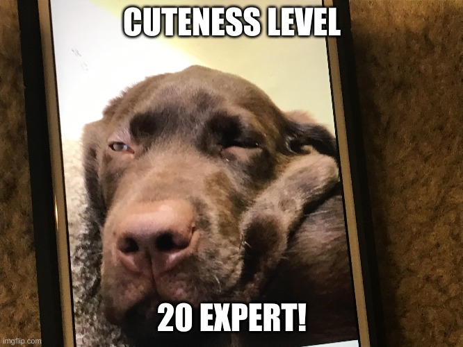 CUTENESS LEVEL; 20 EXPERT! | image tagged in dogs | made w/ Imgflip meme maker