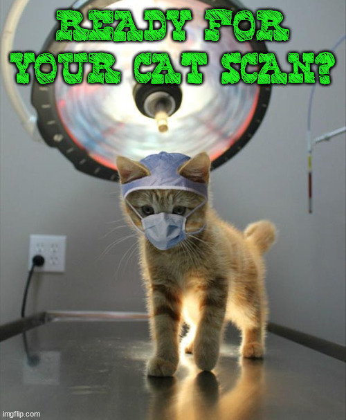 READY FOR YOUR CAT SCAN? | image tagged in eyeroll | made w/ Imgflip meme maker