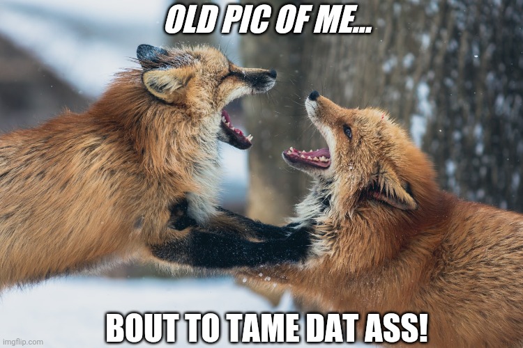 ☆Bout To Tame Dat Ass!☆ | OLD PIC OF ME... BOUT TO TAME DAT ASS! | image tagged in foxes,dat ass,hot,funny | made w/ Imgflip meme maker