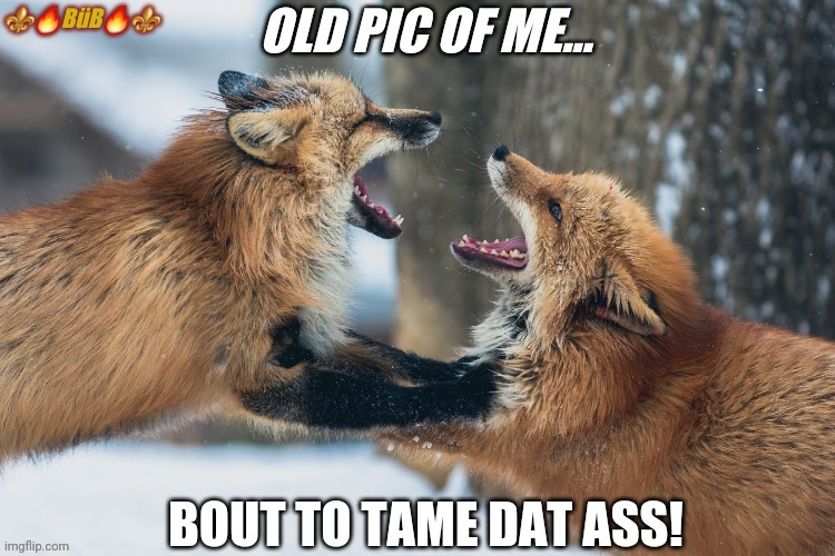 ☆Bout To Tame Dat Ass!☆ | ⚜🔥BüB🔥⚜ | image tagged in ass,funny,foxes,humor | made w/ Imgflip meme maker