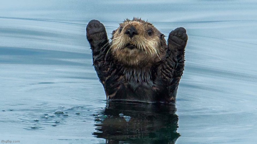 Happy otter | image tagged in happy otter | made w/ Imgflip meme maker