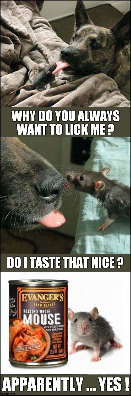 A Curious Mouse ! | WHY DO YOU ALWAYS WANT TO LICK ME ? DO I TASTE THAT NICE ? APPARENTLY … YES ! | image tagged in mouse,dog,roasted,dark humour | made w/ Imgflip meme maker
