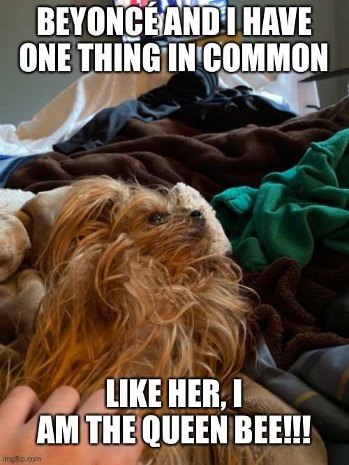 If dogs could talk | BEYONCÉ AND I HAVE ONE THING IN COMMON; LIKE HER, I AM THE QUEEN BEE!!! | image tagged in imgflip | made w/ Imgflip meme maker
