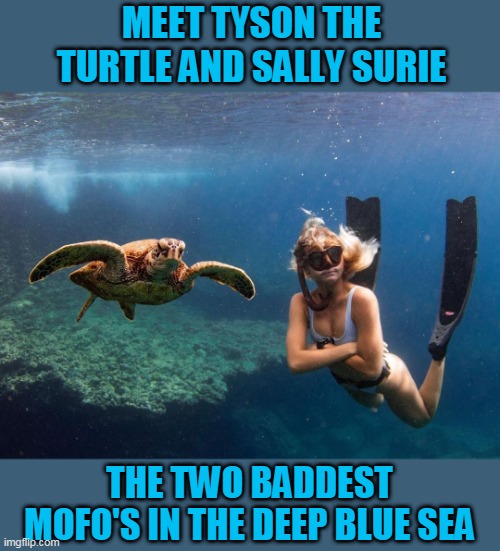 MEET TYSON THE TURTLE AND SALLY SURIE; THE TWO BADDEST MOFO'S IN THE DEEP BLUE SEA | image tagged in memes,turtle,turtles,scuba diving,i like turtles,ocean | made w/ Imgflip meme maker