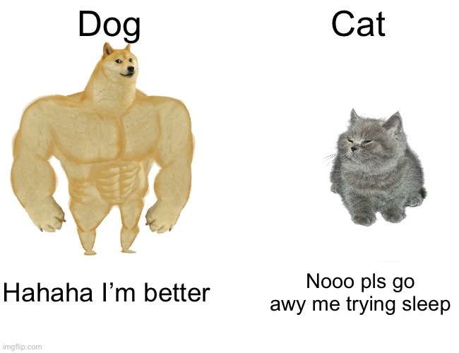 Brown: not true cats and dogs are both equal | Dog; Cat; Hahaha I’m better; Nooo pls go awy me trying sleep | image tagged in memes,buff doge vs cheems | made w/ Imgflip meme maker