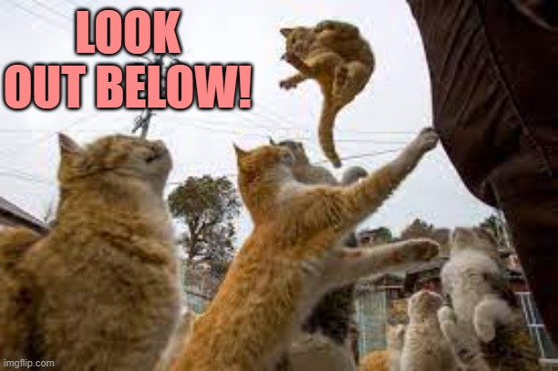 Training Day | LOOK OUT BELOW! | image tagged in memes,cats,cat,jumping,look out,below | made w/ Imgflip meme maker
