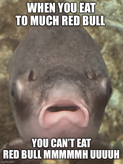 I made dat |  WHEN YOU EAT TO MUCH RED BULL; YOU CAN’T EAT RED BULL MMMMMH UUUUH | image tagged in dumb fish | made w/ Imgflip meme maker