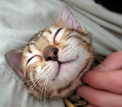 image tagged in cats,animals
