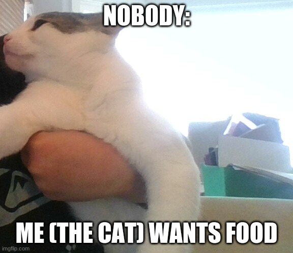 NOBODY:; ME (THE CAT) WANTS FOOD | image tagged in cat,food | made w/ Imgflip meme maker