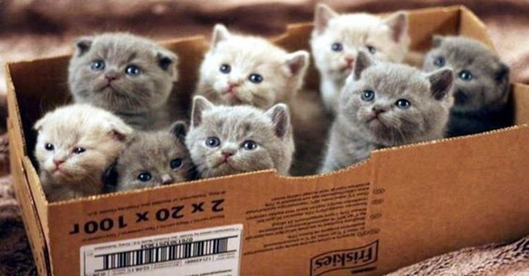 Kittens cats box Blank Meme Template